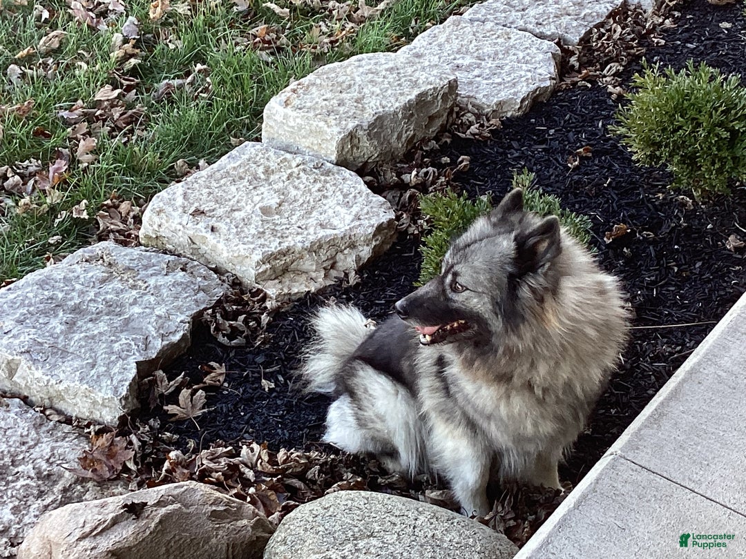 Keeshond dogs for sale: AKC Sage - Ad 3