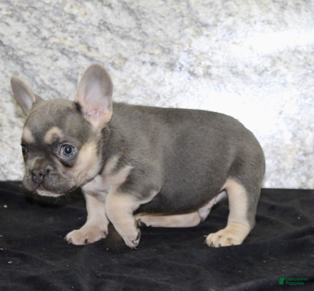 French Bulldog dogs for sale: Roger - Ad 5