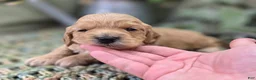 Cockapoo dogs for sale: Knotty - Ad 28