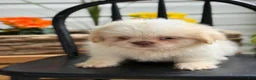 Shih Tzu dogs for sale: Jack - Ad 5