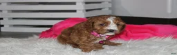 Cockapoo dogs for sale: Fiona  - Ad 3