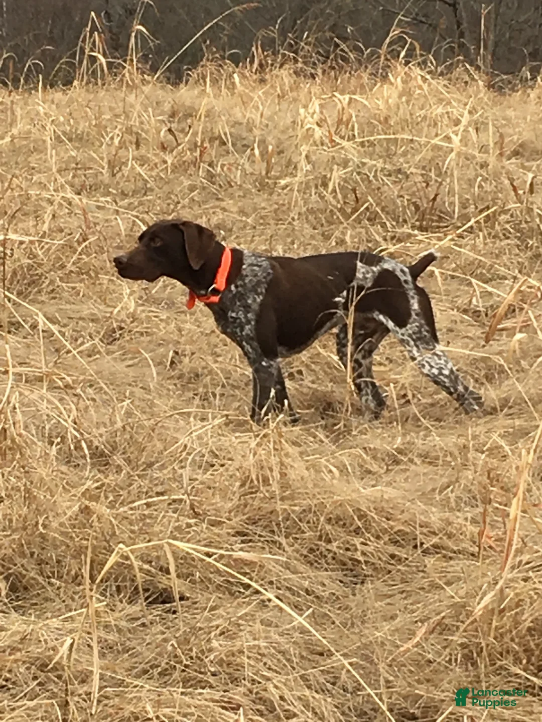 German Shorthaired Pointer dogs for sale: German Shorthaired Pointer 1 - Ad 6