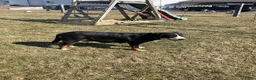 Greater Swiss Mountain Dog dogs for sale:  Jenny - Ad 6