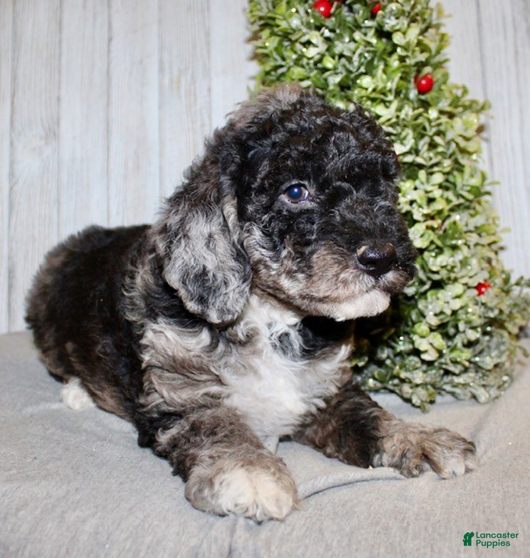 Mixed Breed dogs for sale: Dustin - Ad 3