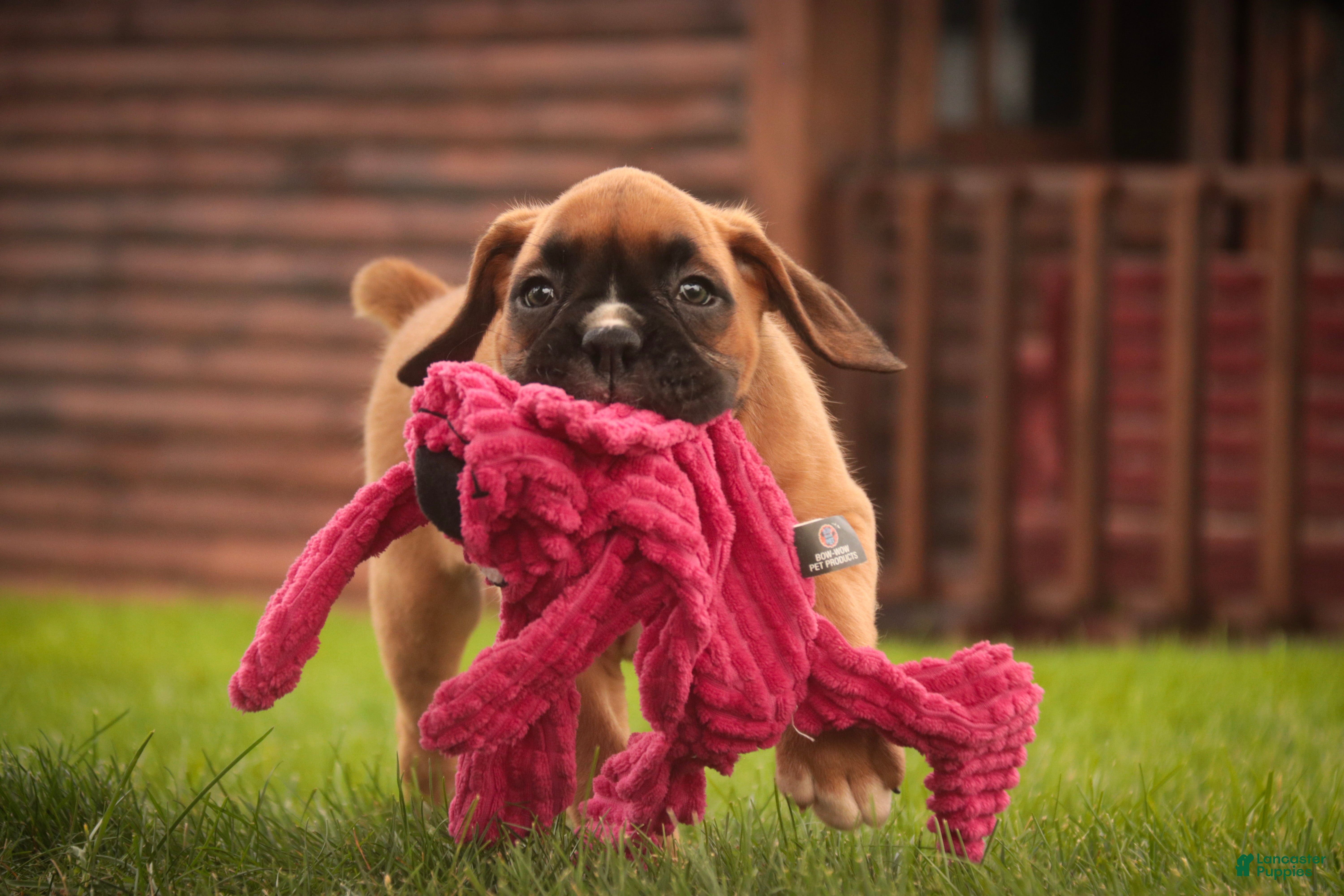 Boxer dogs Cassie - Ad 2