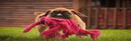 Boxer dogs for sale: Cassie - Ad 2