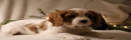 Cavalier King Charles Spaniel dogs for sale: Leo - Ad 3