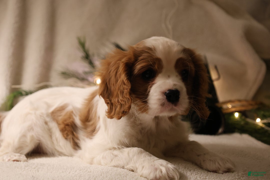 Cavalier King Charles Spaniel dogs for sale: Leo - Ad 3