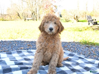 Goldendoodle dogs - Ad 39
