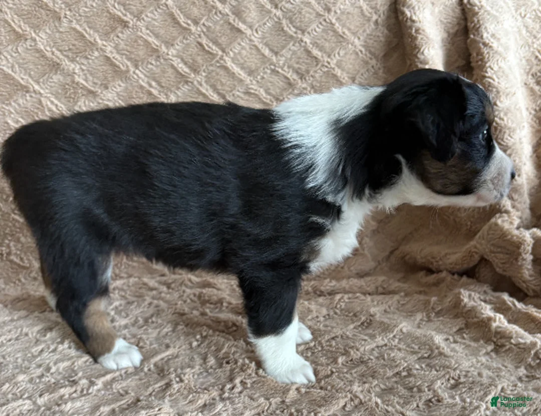 Australian Shepherd dogs for sale: Black Tri Female 5 - Ad 2