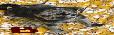 Pug 5
