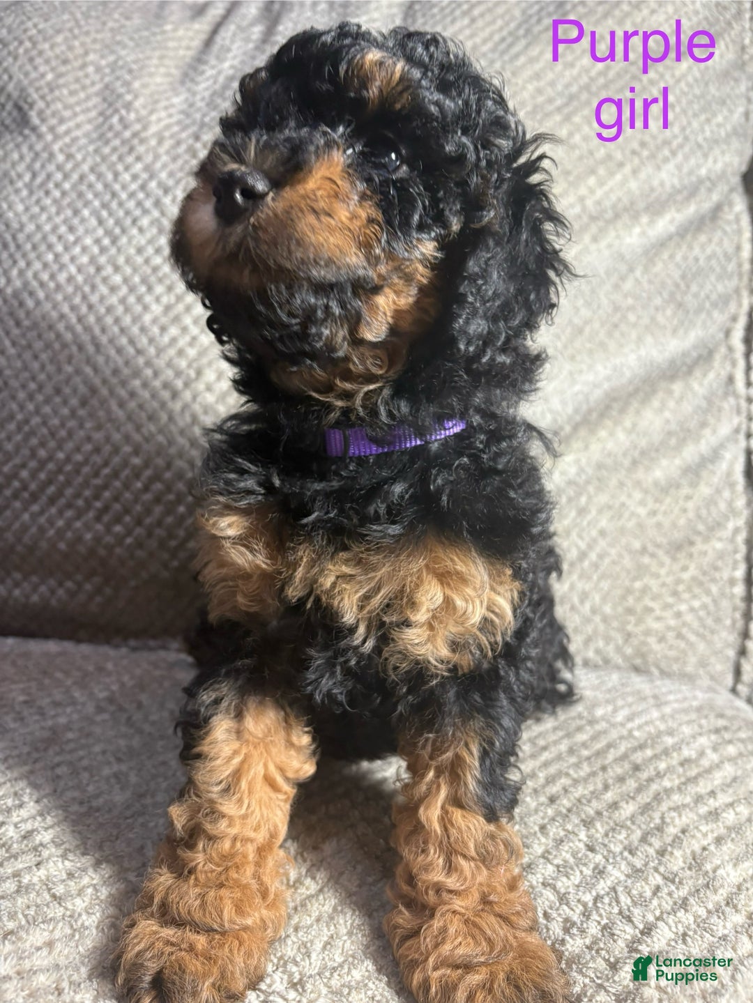 Cavapoo dogs for sale: Cavapoo Puppy 5 - Ad 1