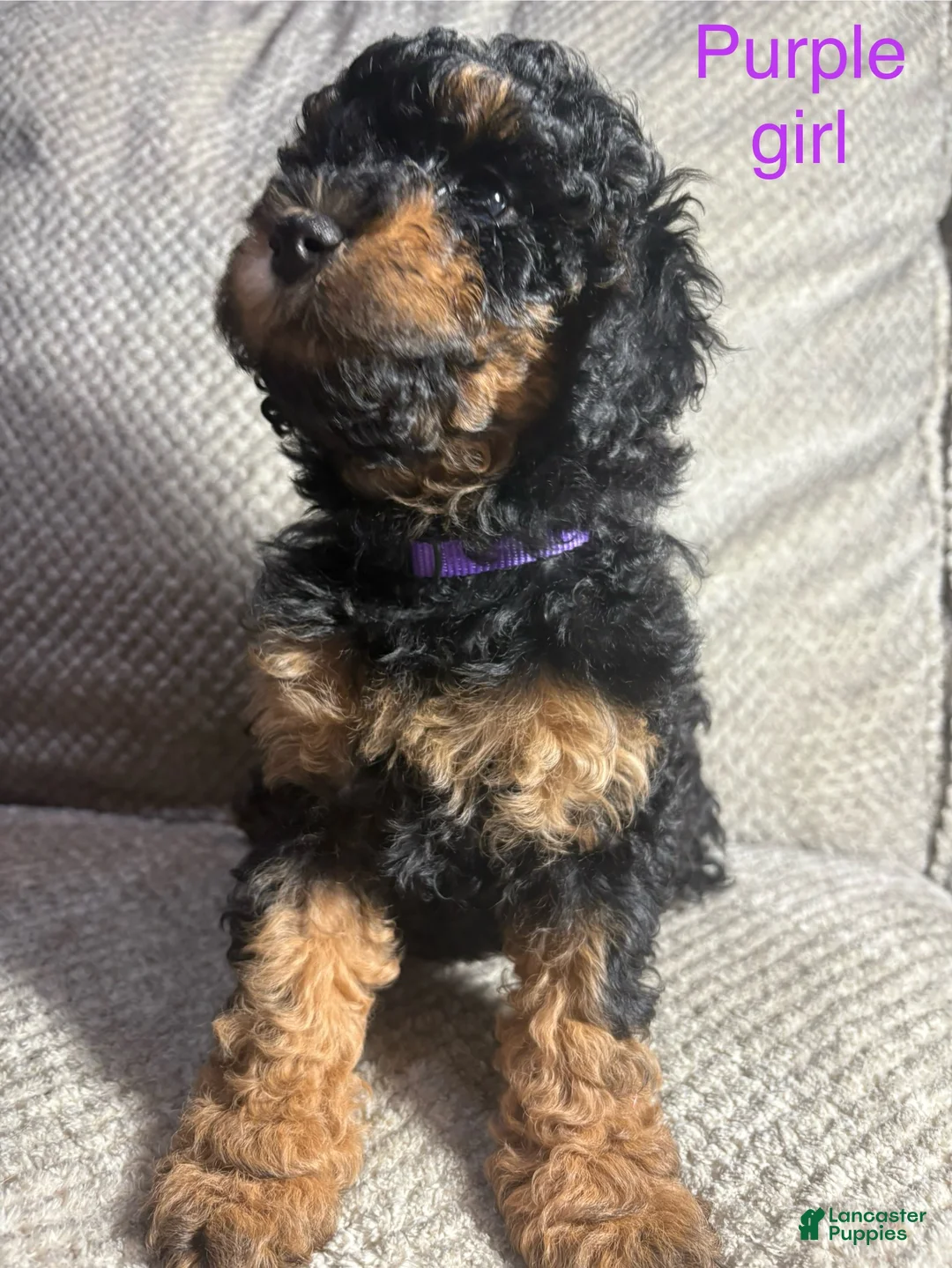 Cavapoo dogs for sale: Cavapoo Puppy 5 - Ad 1