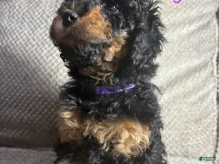 Cavapoo dogs Cavapoo Puppy 5 - Ad 2