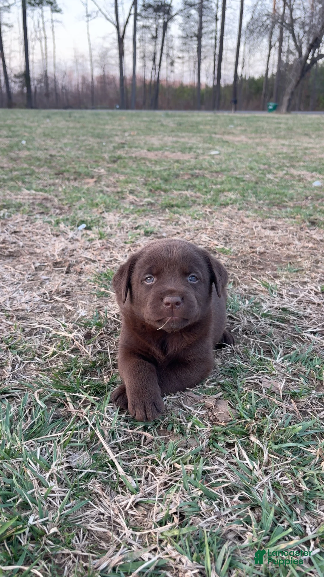 Labrador Retriever dogs for sale: Labrador Retriever Puppy 3 - Ad 1