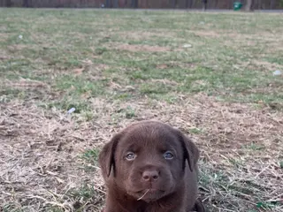 Labrador Retriever dogs Labrador Retriever Puppy 3 - Ad 1