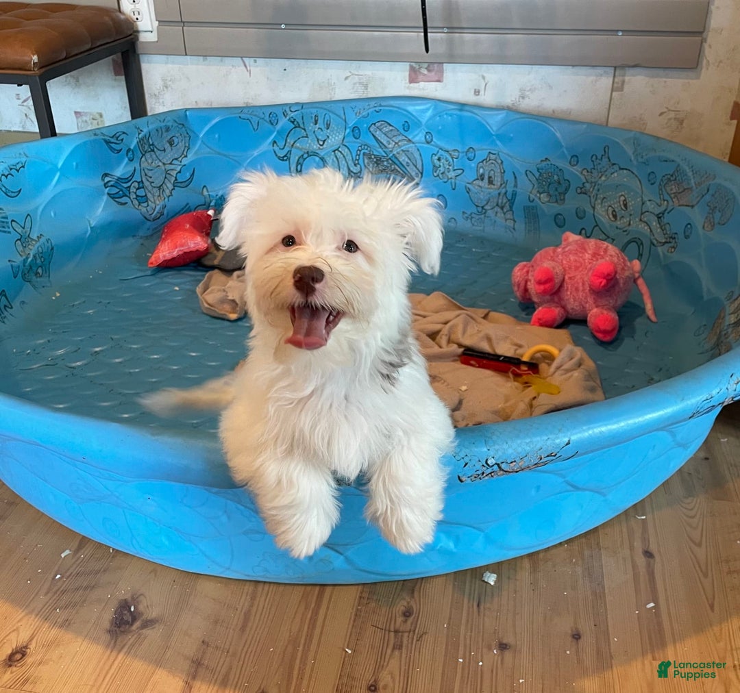 Havanese dogs for sale: Judy - Ad 6