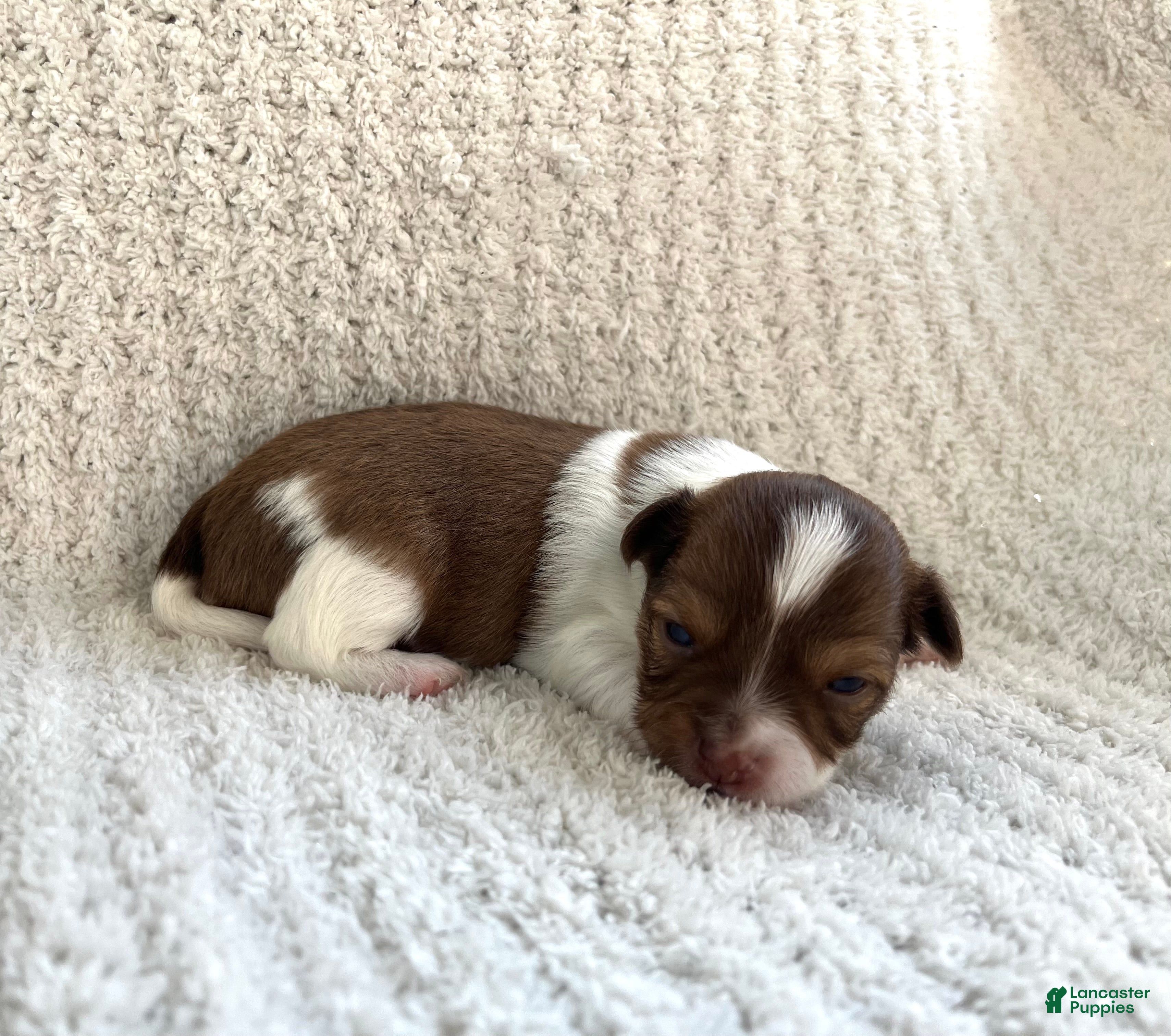 Chihuahua dogs Brandon  - Ad 1
