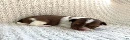 Chihuahua dogs for sale: Brandon  - Ad 1