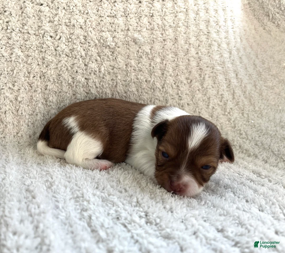 Chihuahua dogs for sale: Brandon  - Ad 1