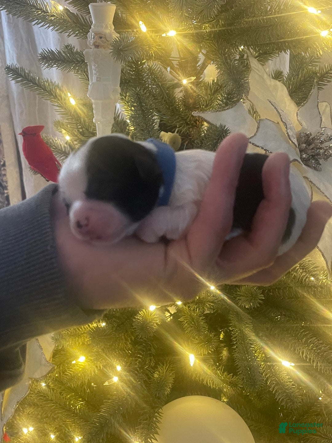 Mixed Breed dogs for sale: Brutus - Ad 1