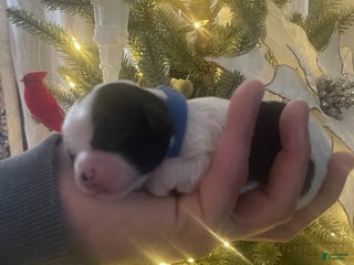 Mixed Breed dogs Brutus - Ad 42