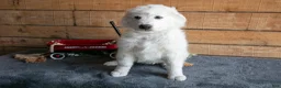 Maremma Sheepdog dogs for sale: Vito Jr  - Ad 3