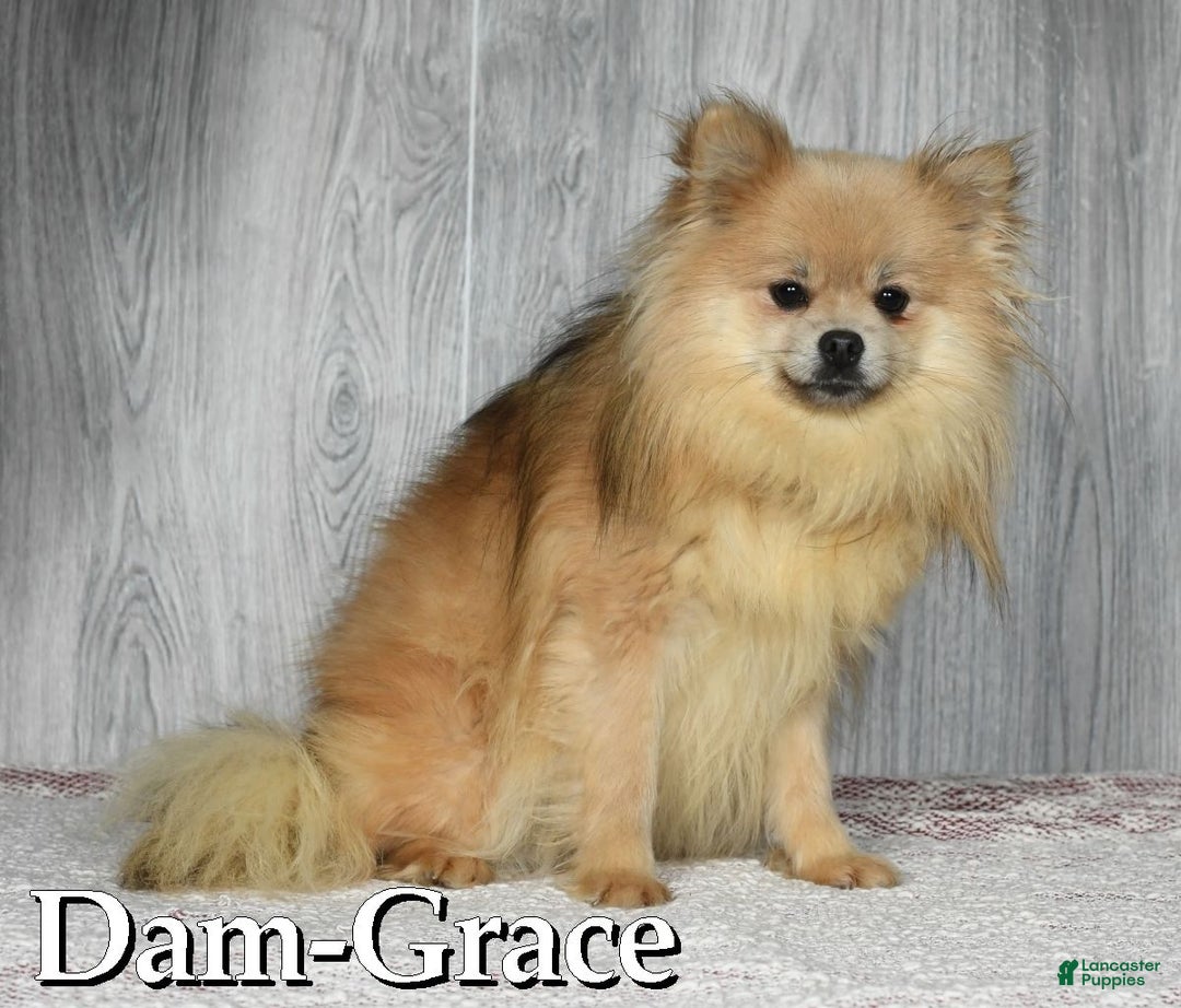 Pomeranian dogs for sale: Whitney - Ad 10