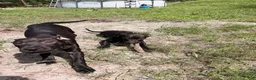 Mixed Breed dogs for sale: Squidward  - Ad 3