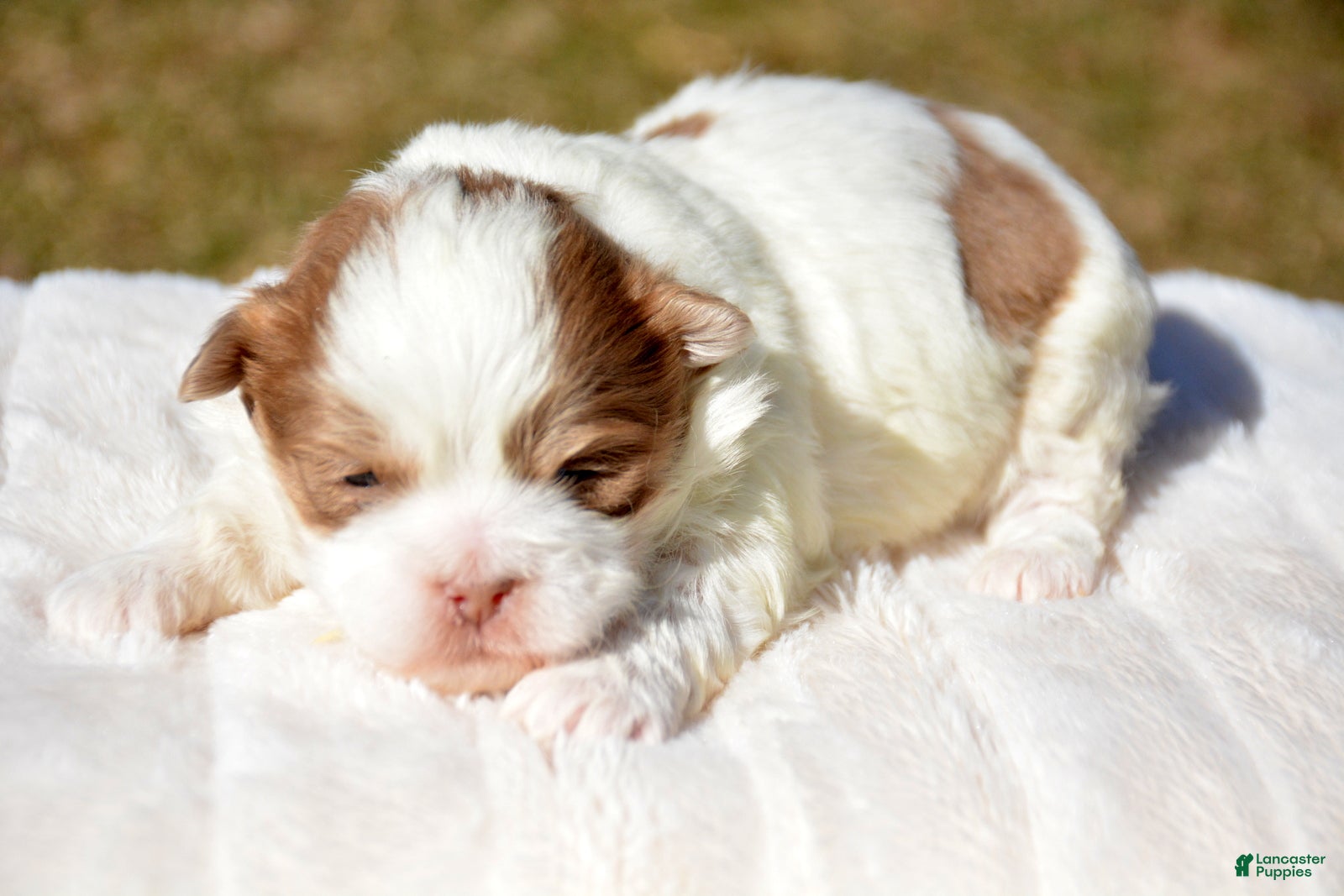 Shihpoo dogs Shihpoo Sarge - Ad 18