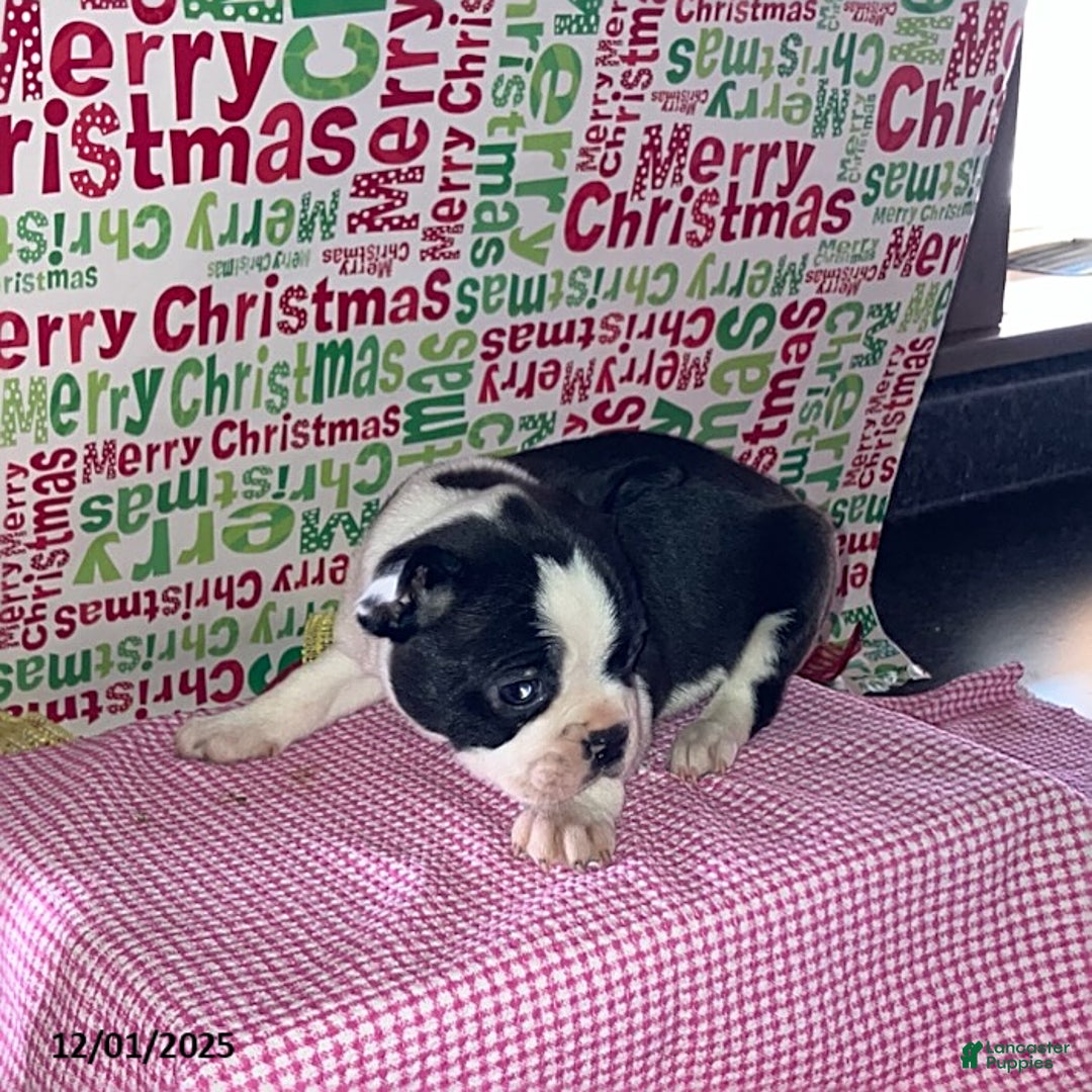 Boston Terrier dogs for sale: Fritz - Ad 1