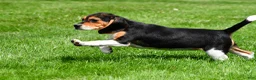 Beagle dogs for sale: Goldie - Ad 12