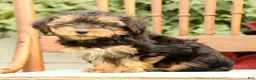 Morkie dogs for sale: DJ - Ad 5