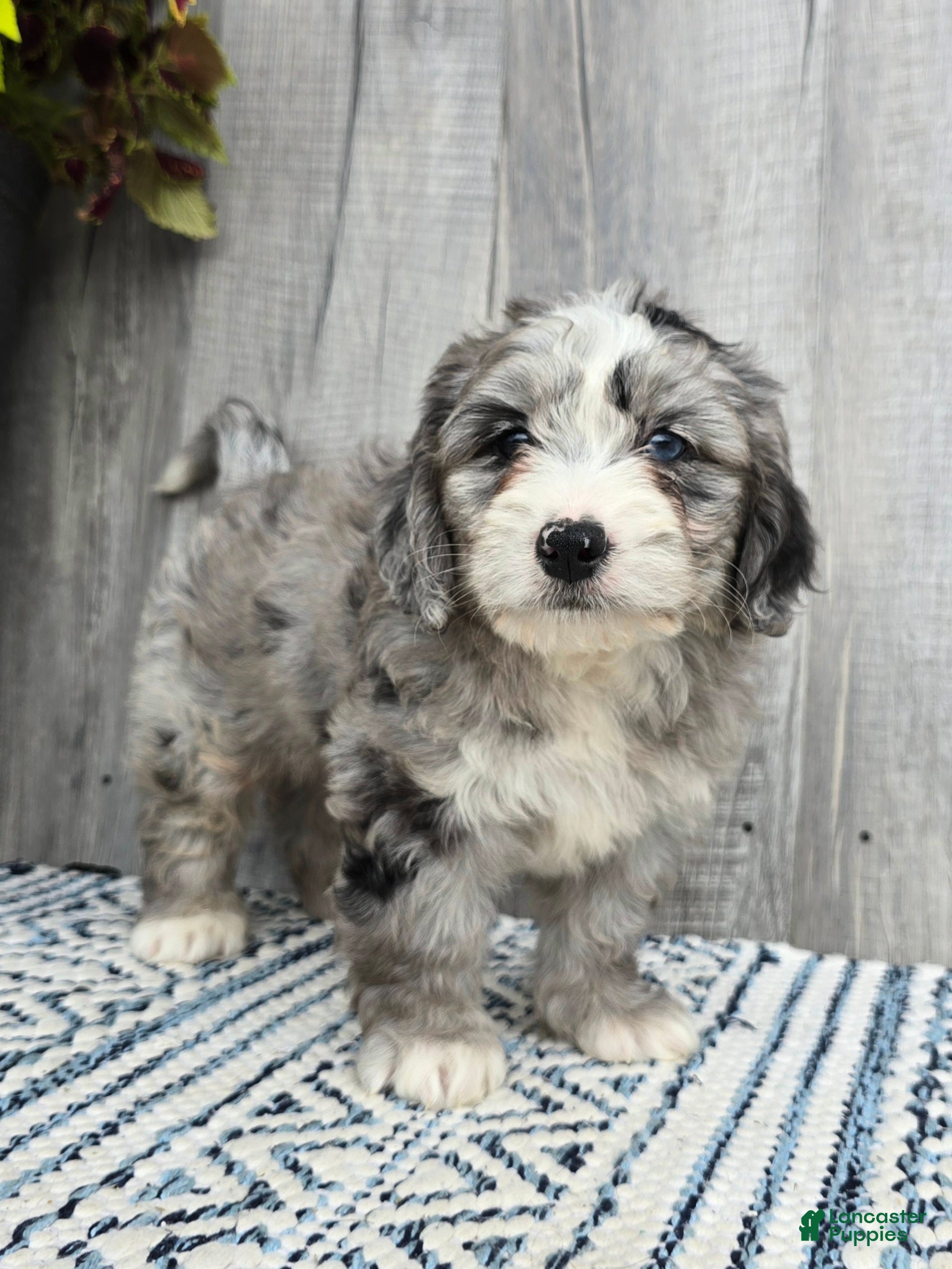 Mini Bernedoodle dogs for sale: Mini Wally - Ad 1