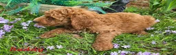 Goldendoodle dogs for sale: Goldendoodle Puppy 3 - Ad 9