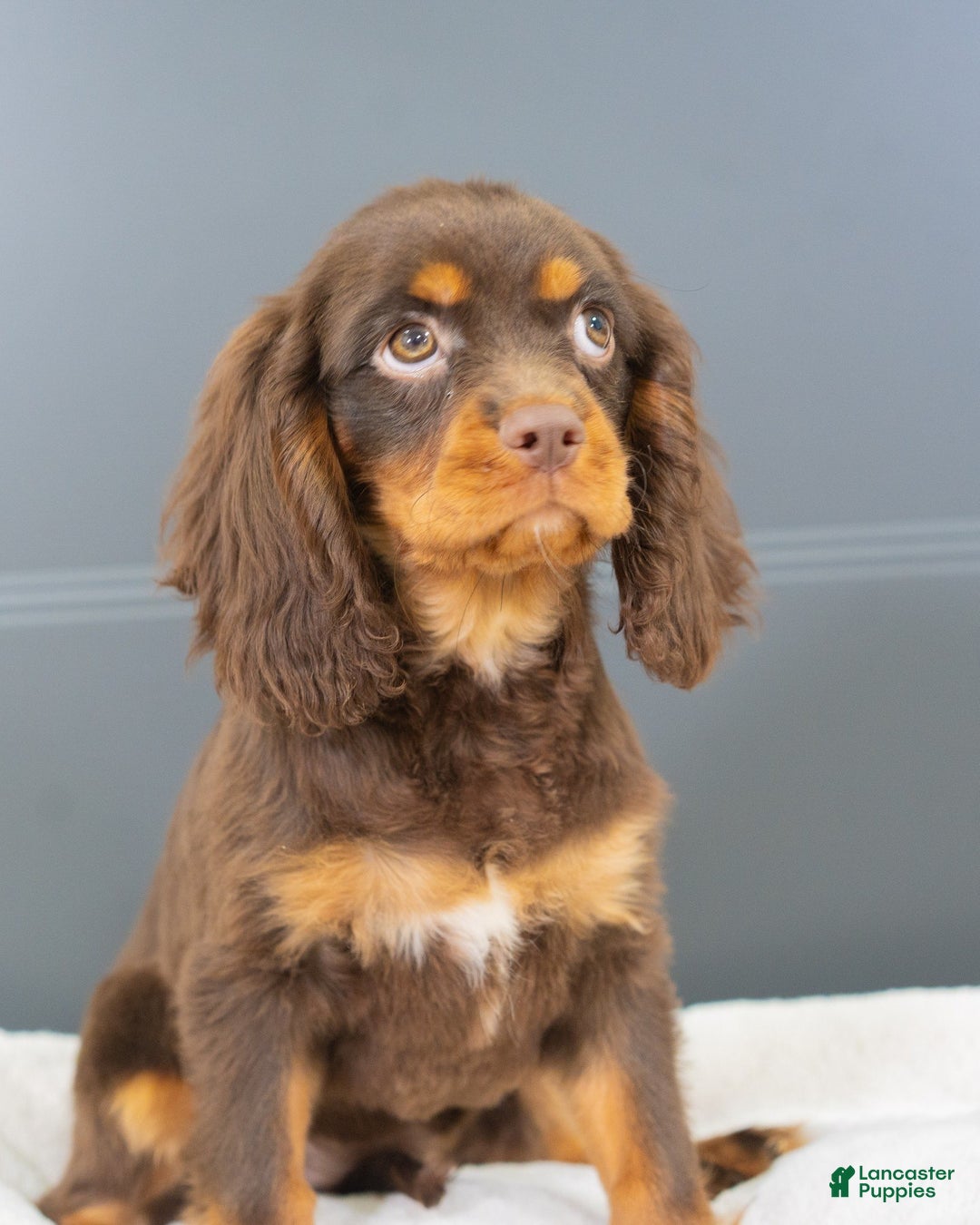 Labradoodle dogs for sale: Daisy  - Ad 4