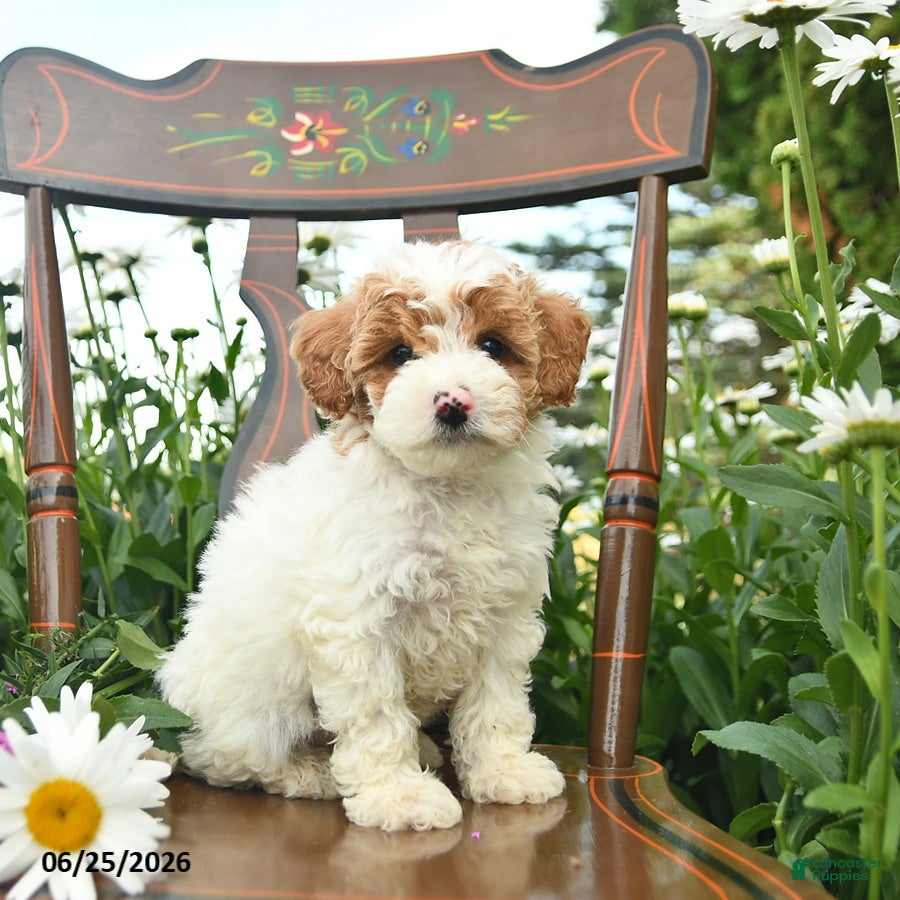 Miniature Poodle dogs Cash  - Ad 2