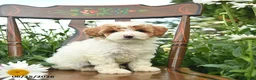 Miniature Poodle dogs for sale: Cash  - Ad 2