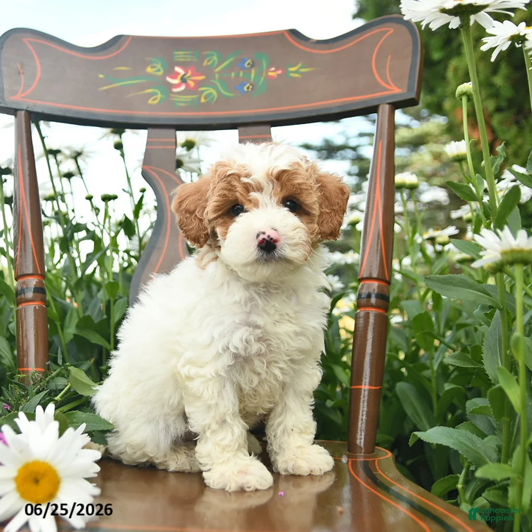 Miniature Poodle dogs for sale: Cash  - Ad 2
