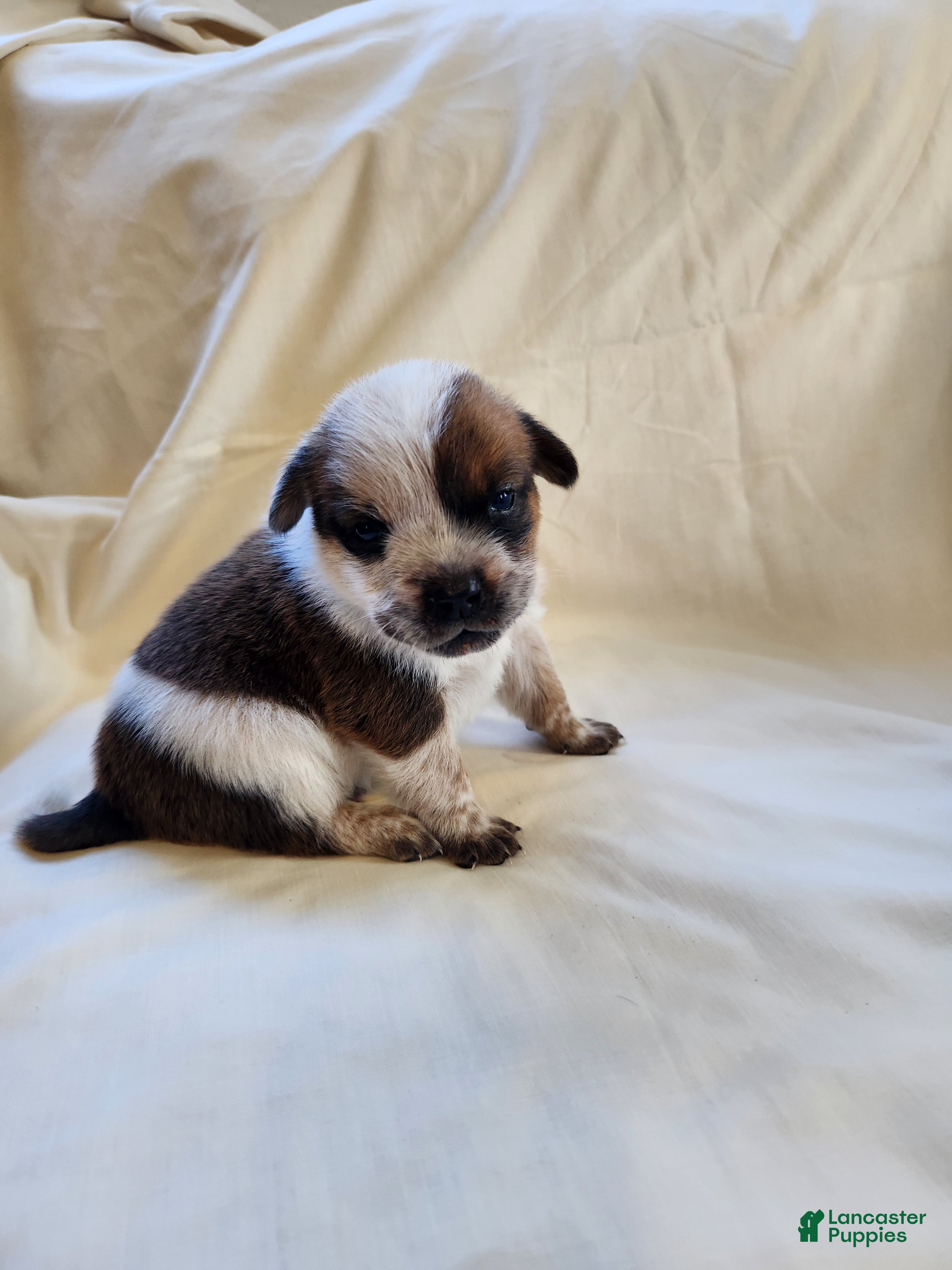 Australian Cattle Dog dogs Australian Cattle Dog Puppy 1 - Ad 26