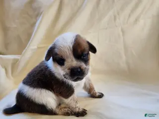 Australian Cattle Dog dogs Australian Cattle Dog Puppy 1 - Ad 5