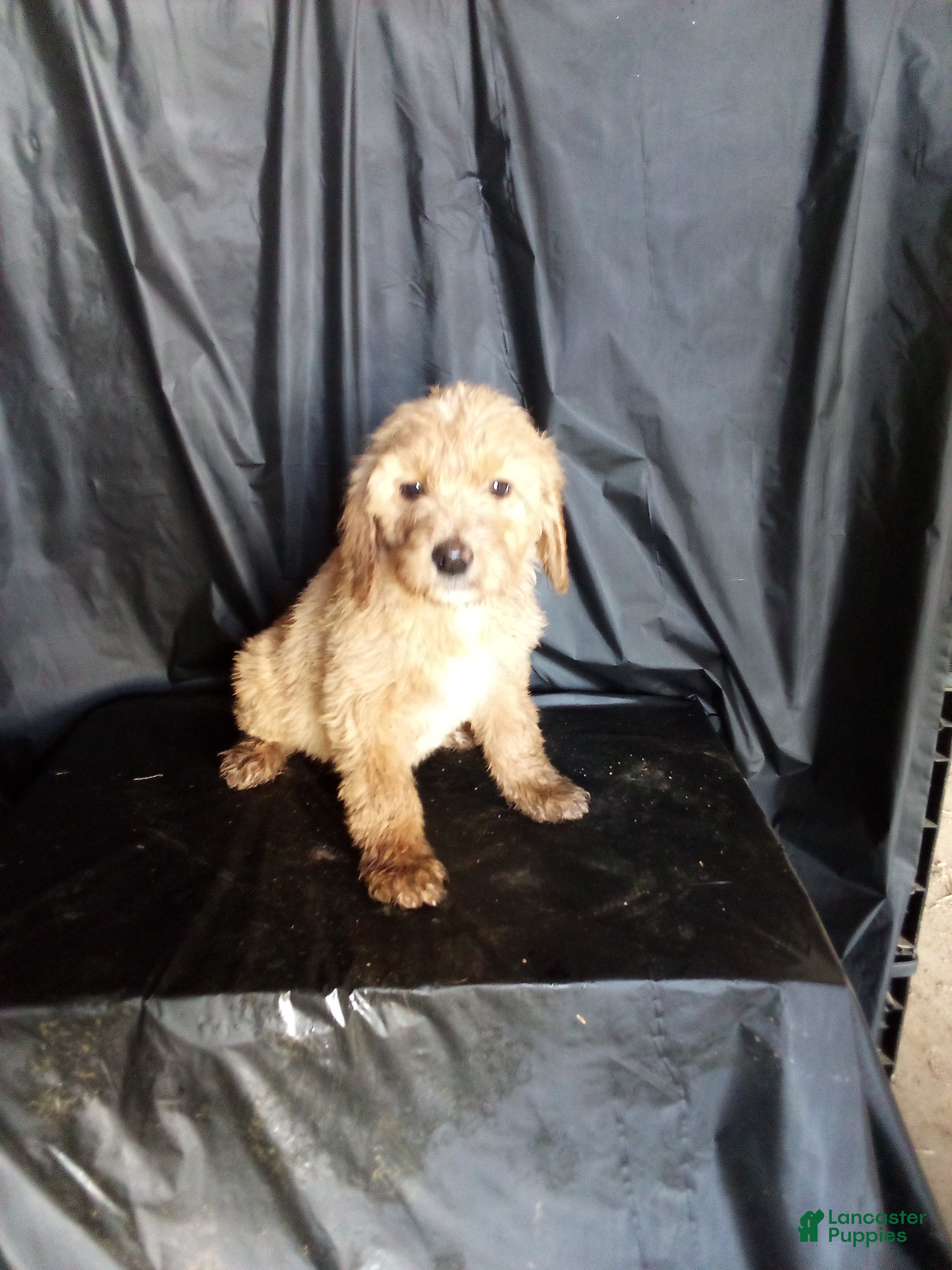 Mixed Breed dogs Lacee - Ad 22