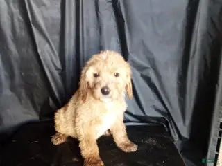 Mixed Breed dogs Lacee - Ad 30