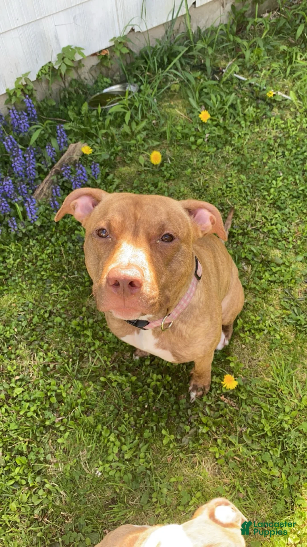 Mixed Breed dogs for sale: Mixed Breed Puppy 3 - Ad 2