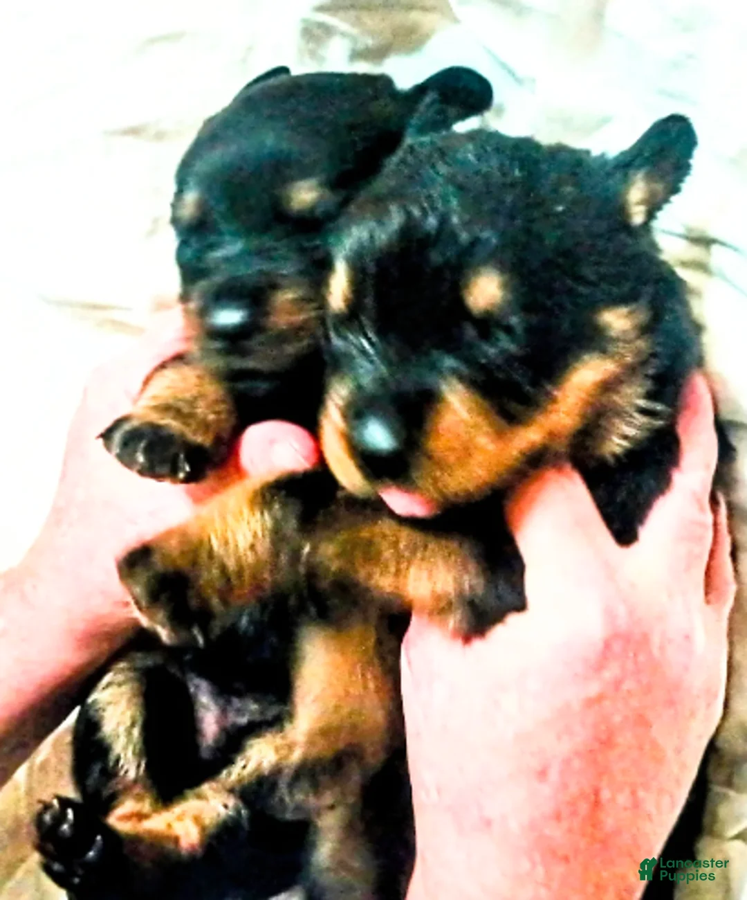 Rottweiler dogs for sale: Championship bloodline Girl 4 - Ad 3