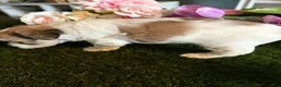 Mixed Breed dogs for sale: Girl 2 - Ad 3