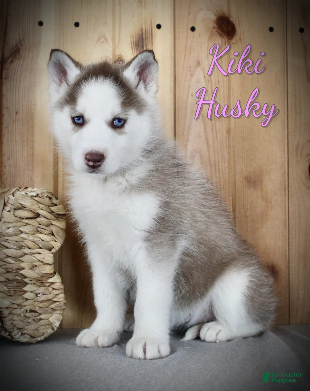 Siberian Husky dogs for sale: Kiki - Ad 1