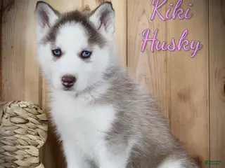 Siberian Husky dogs Kiki - Ad 15