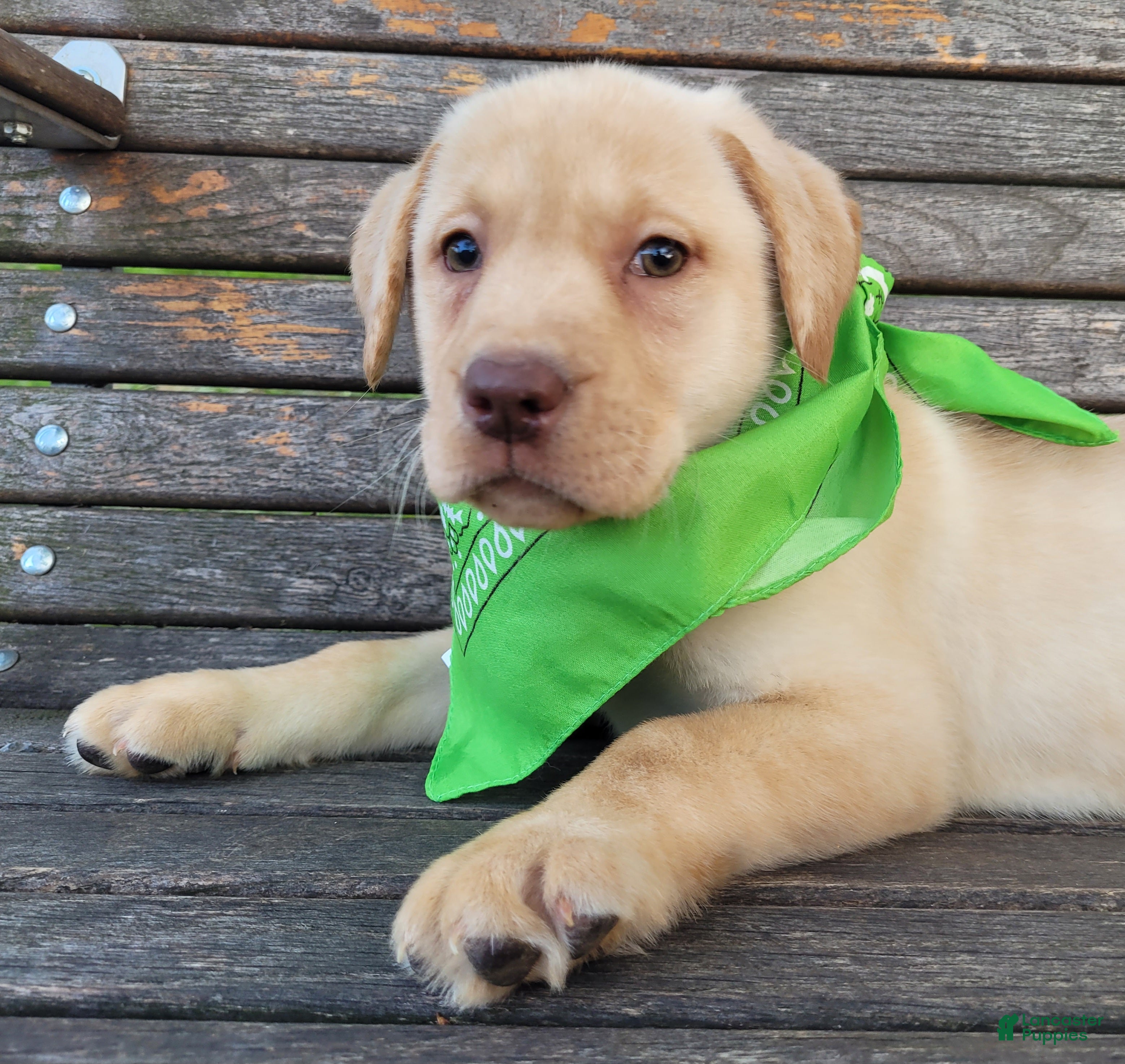 Labrador Retriever dogs Katy - Ad 2