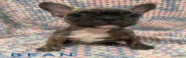 Bean